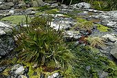 Plantes et algues sur le littoral rocheux de Curio Bay ; Région des Catlin's.