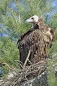 Monk Vulture on its nest scrutinizing the surroundings