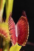 Close-up on a leaf of Venus Flytrap  Studio