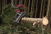 Coupe de bois mécanisée en forêt de conifères