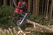 Mechanized timber-cutting in conifer forest