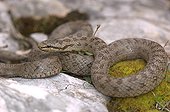 Smooth Snake on a rock and moss