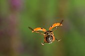 Sevenspotted lady beetle flying France
