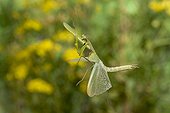 Praying mantis flying France