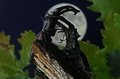 Fighting between two Stag beetle in the moonlight