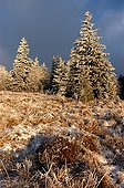 First snow and Firs in Hautes-Chaumes Vosges France ; Location : Tanet Gazon du Faing Natural Reserve