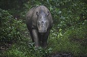 Sumatran rhinoceros in the rain Sumatra Indonesia