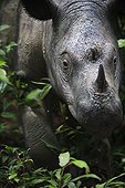Sumatran rhinoceros Sumatra Indonesia