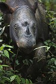 Sumatran rhinoceros Sumatra Indonesia