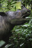 Portrait of Sumatran rhinoceros Sumatra Indonesia