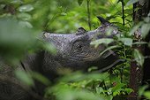 Portrait of Sumatran rhinoceros Sumatra Indonesia