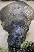 Sumatran rhinoceros in a wallow Sumatra Indonesia