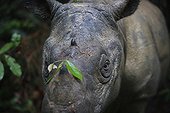 Sumatran rhinoceros portrait Sumatra Indonesia