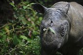 Sumatran rhinoceros portrait Sumatra Indonesia