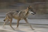 Fast walking Wolf Spain
