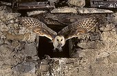 Barn Owl in flight with prey  Lorraine France