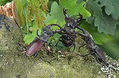 Fighting betwe male Stag beetles France