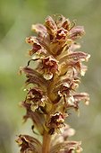 Close-up on the inflorescence of an Orobanche France
