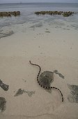 Banded Sea Snake arrived on the beach New Caledonia