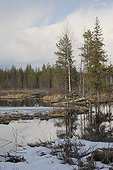 Castor hut in a wetland in Finland