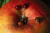 Ladybirds gathering on an apple France