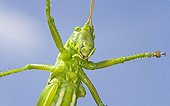 Speckled bush-cricket view from below