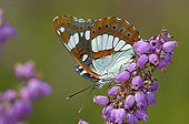 Butterfly gathering nectar on Heath flower Corrèze France
