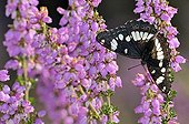 Butterfly gathering nectar on Heath flower Corrèze France
