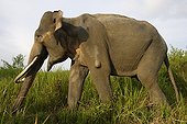 Asian elephant walking Sumatra Indonesia