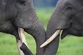 Games of youngs males Asian elephants Sumatra Indonesia