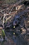 European Beaver emerging from his hut with an apple Germany
