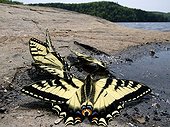 Eastern tiger swallowtails absorbing minerals Mauricie NP