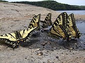 Eastern tiger swallowtails absorbing minerals Mauricie NP
