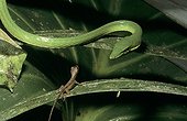 Green Vine Snake about to catch its prey French Guiana