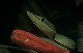 Portrait of a Green Vine Snake French Guiana