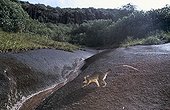 Brown Four-eyed Opossum French Guiana