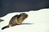 Marmotte des Alpes transportant du fourrage pour sa litière ; Espèce des Carpates