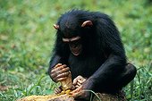 Chimpanzee opening a Cashew nut with tools ; Site: Sanctuary of Bakoumba