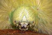 Portrait of a caterpillar of Tussock moth Loiret France