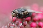 Blue-bottle fly on flowers of Skimmia 'Rubella' France