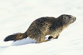 Marmotte des Alpes cherchant du fourrage pour sa litière