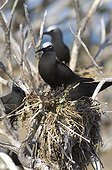 Black Noddies New Caledonia