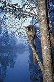 Brown Lemur perched at the end of a dead branch Madagascar
