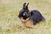 Dwarf Rabbit fire black in the grass Rhinau Alsace France
