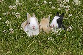 Dwarf Rabbits in the grass France