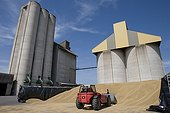 Silos d'une cooperative agricole pendant la moisson ; Stockage de l'orge en vrac au pied des silos en cas d'engorgement au moment de la moisson. Chargeur arrangeant le tas