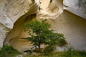 Tree in a canyon Cappadocia Turkey ; @ Cappadocia
