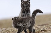 Arctic fox cubs playing in the tundra Nunavut Canada