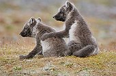 Arctic fox cubs playing in the tundra Nunavut Canada
