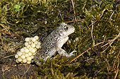 Male midwife toad's eggs Provence France